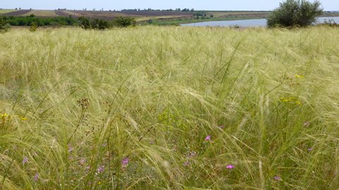 Ukrainian feather grass steppe, Bunchgrass species (Stipa capillata)