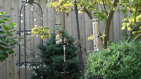 Sparrows feeding on a garden bird feeder Huddersfield Yorkshire England 07-08-2021 