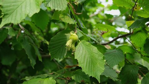 Close-up of green hazelnut fruit and leaves on the organic tree