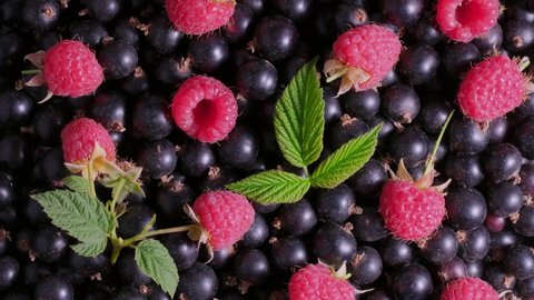 Raspberry, blackcurrants. Various colorful berries rotation background. Blackcurrants and Blueberry close-up rotating backdrop. Bio Fruits, Healthy eating, Berries Vegan food, diet. 4K UHD video