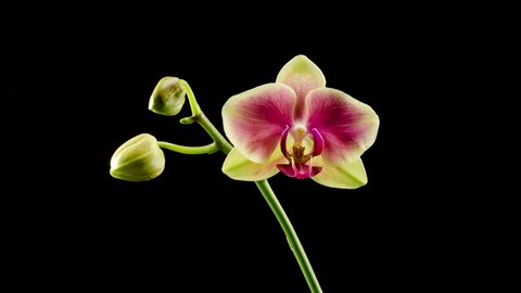 Orchid Blossoms. Opening Beautiful Yellow - Pink Orchid Phalaenopsis Flower on Black Background. Time Lapse. 4K.