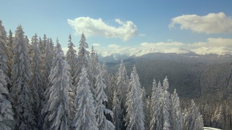 Aerial view of tall pine trees covered with fresh fallen snow in winter mountain forest on cold bright day.