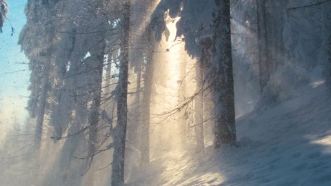 Bright sunny landscape with falling snow between pine trees during heavy snowfall in winter dense forest on cold quiet evening.
