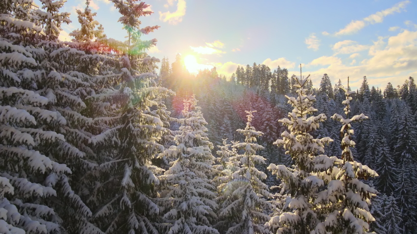 Aerial winter landscape with pine trees of snow covered forest in cold mountains at sunrise.
