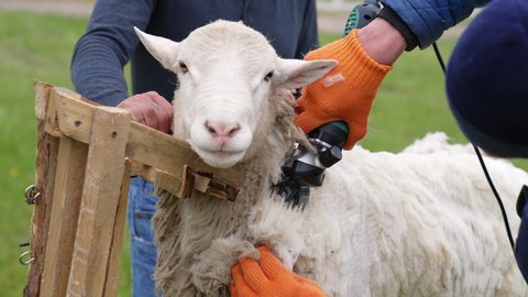 Farmer shearing the wool from sheep. Adult farmer shearing curly wool.