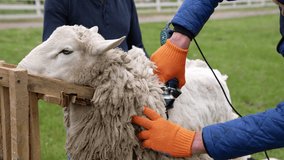 Farmer shearing the white sheep. Man shearing wool from the sheep.