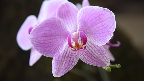 Beautiful close-up double color mini orchids Sogo Vivien in right and left and purple mini orchids Brother Pico Sweetheart flowers in middle. Phalaenopsis, Moth Orchid on white background.