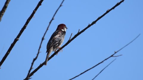 Spanish sparrow, Passer hispaniolensis, single male perched on branch. In the wild.