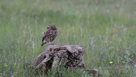 Adult female Little owl Athena noctua sits snag in the wild