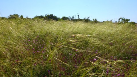 Ukrainian feather grass steppe, Bunchgrass species (Stipa capillata)