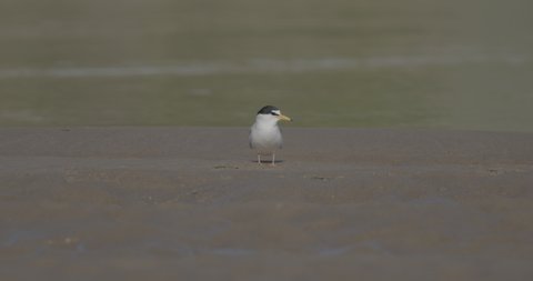 Least Tern Bird in Spring on Missouri River Endangered Threatened Species