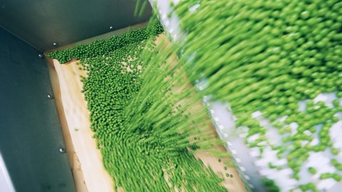 Conveyor complex is transporting fresh green peas