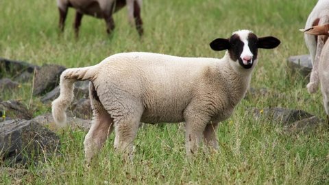 25 Sheep Poop Stock Video Footage - 4K and HD Video Clips | Shutterstock