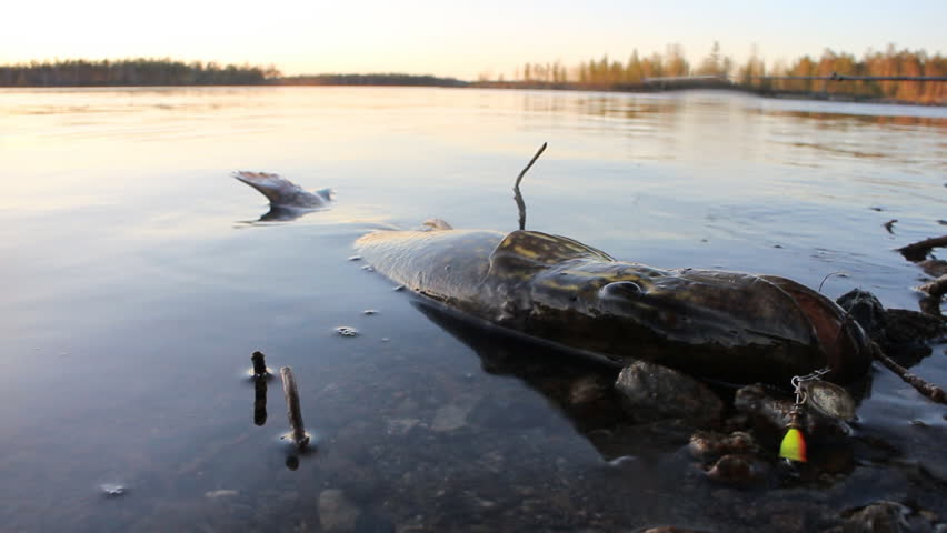 Lost force pike lies on the shallow shore