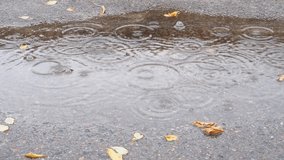 Close-up of puddle with bubbles during rain in the city. Wet road, rain drops, video 4k