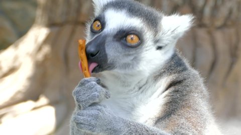 Lemur's muzzle. Lemur licks a salty cracker.