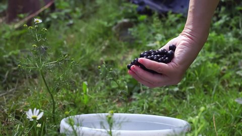 The collected black currant berries are poured from the palm of your hand into a plastic bucket