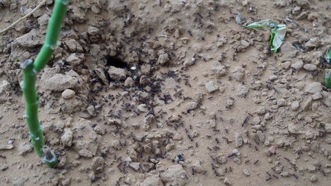 Black Ants traffic. Video of working Ants. Ants nest in nature. Black ants in desert near an anthill. Insects life concept.