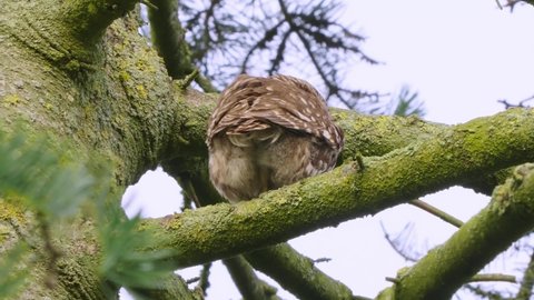 A little Owl sitting in a tree, taking a shit and looking into the camera, funny pooping owl flies away