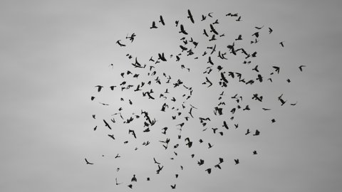 a flock of crows flying in a loop direction. Ravens in the dark grey sky. Black plumage birds 3D animation isolated with alpha channel. Harbingers of war, plague and death omens
