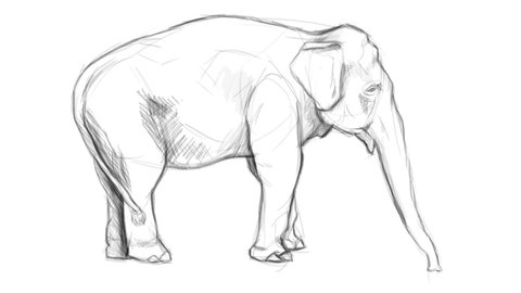step drawing elephant on white paper