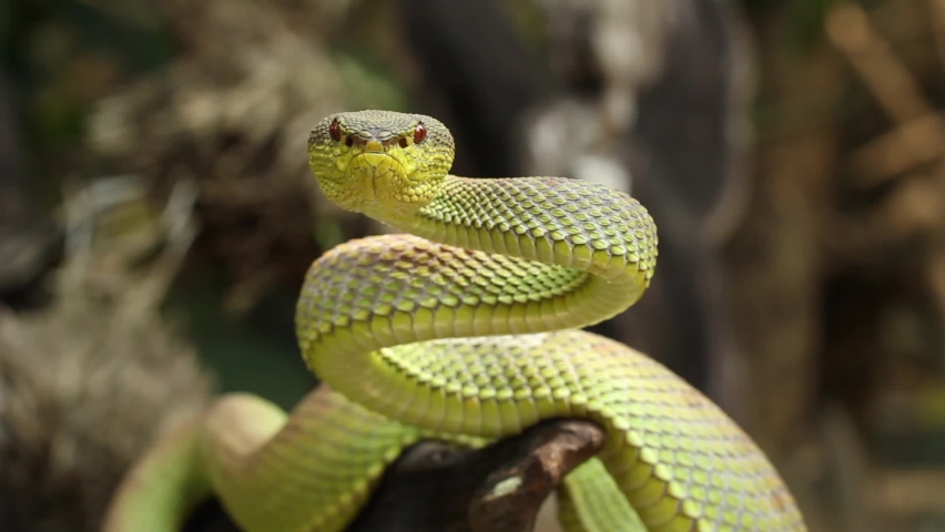 Snake mangrove pit viper is a venomous pit viper species native to India, Bangladesh and Southeast Asia. Royalty-Free Stock Footage #1077203330