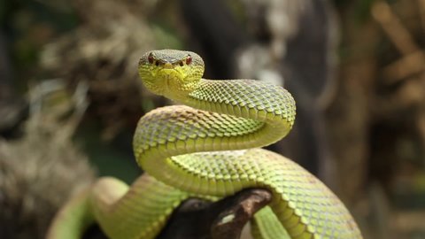 Snake mangrove pit viper is a venomous pit viper species native to India, Bangladesh and Southeast Asia.