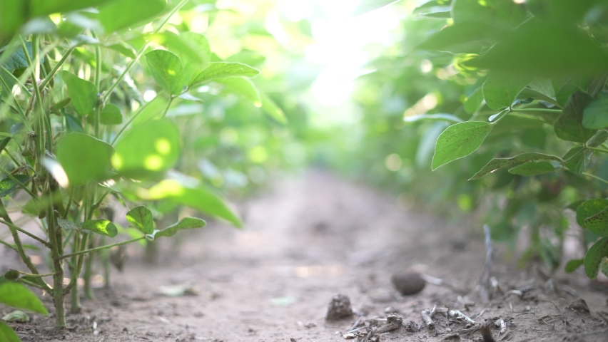 agriculture. soybean plantation a field green bean plant close-up. business agriculture concept. soybean growing vegetables plant bio care. green field soybean movement. agriculture farm Royalty-Free Stock Footage #1077204791