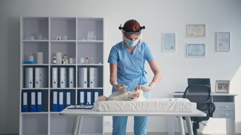 pet health care, young veterinarian wearing medical mask and face shield injects vaccine with syringe to cat on table in animals doctors office