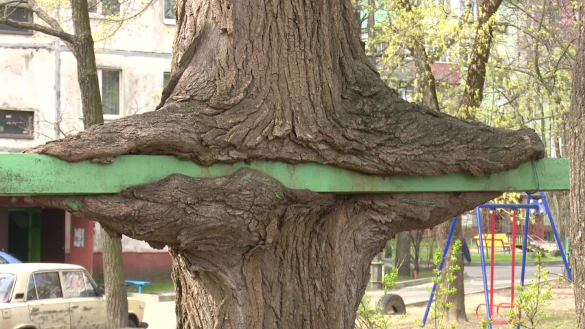 strange shaped trees big beautiful tree of unusual shape