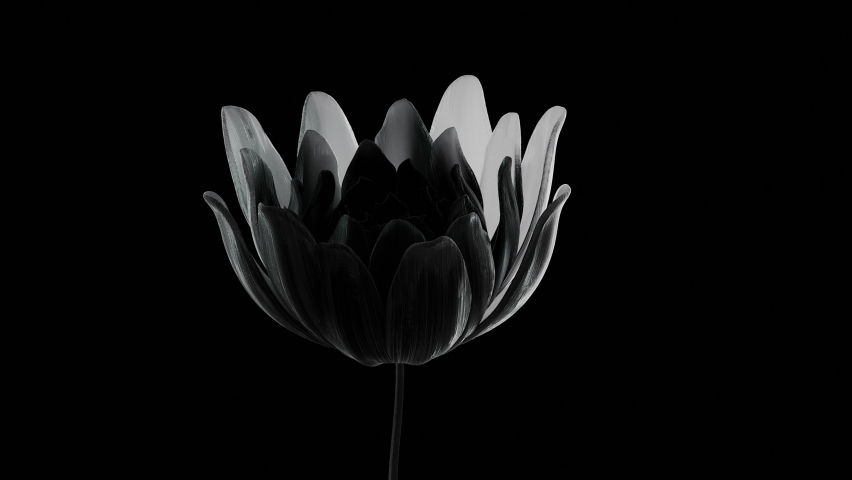 An abstract white flower moves along its axis, slowly unfolds on a black background. 3D design, animated graphics, opening lotus close-up, 4K Royalty-Free Stock Footage #1077209174