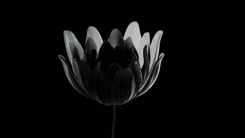An abstract white flower moves along its axis, slowly unfolds on a black background. 3D design, animated graphics, opening lotus close-up, 4K