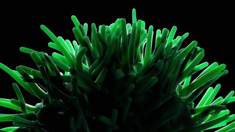 3D rendering of an abstract sea anemone, green algae moving slowly on a black background. 4K animation, futuristic motion graphics