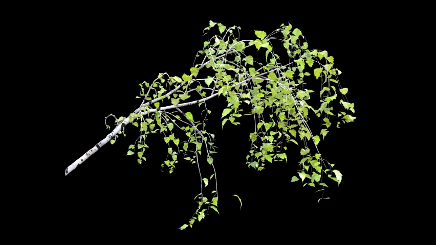 birch tree branch isolated on black with Luma Matte
, light wind blowing, seamless loop animation 4K Royalty-Free Stock Footage #1077211676