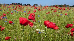 4k video footage of meadow with red poppies and corn flowers, camera lifted upwards in crane shot