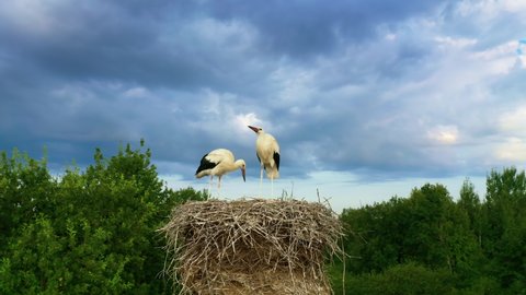 White stork (Ciconia ciconia). Birds in the nest. Two storks on a tree in the forest are eating in a nest of branches.