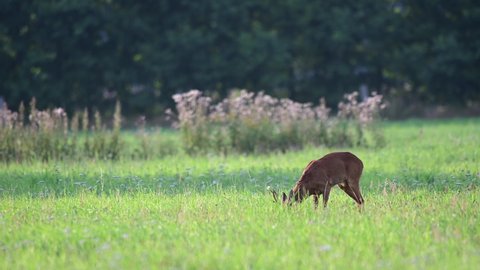Roe buck searchs food on the meadow and wtch for female, mating season, summer, july,  (capreolus capreolus), germany
