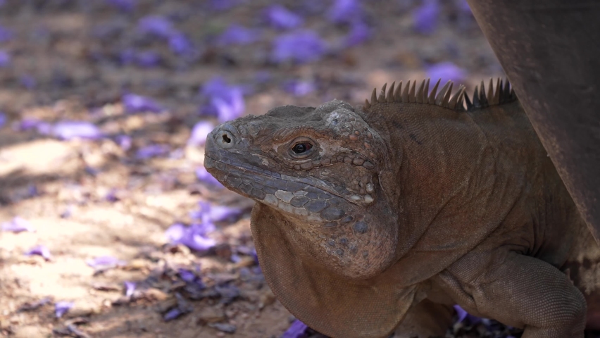 This video shows a wild Jamaican Iguana (Cyclura collei) staring off in the distance.