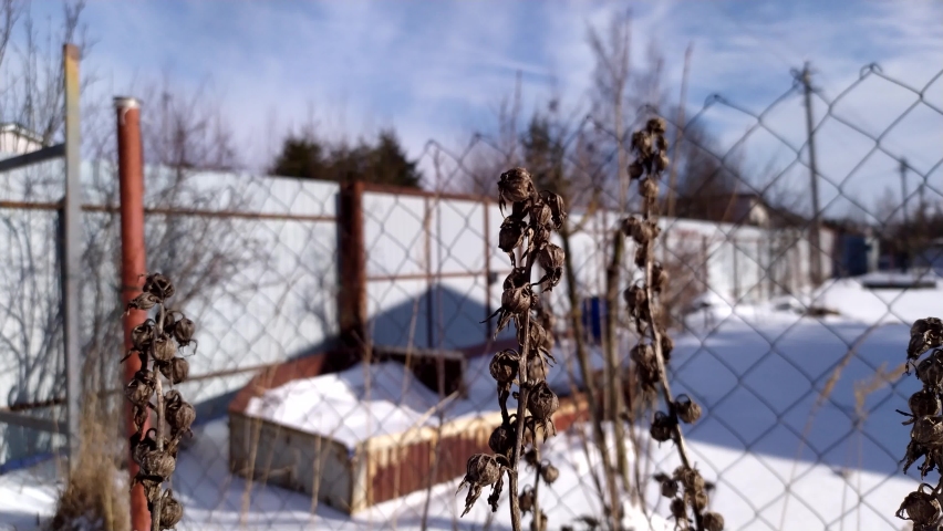 Dry plants swing in the wind on a sunny day in winter