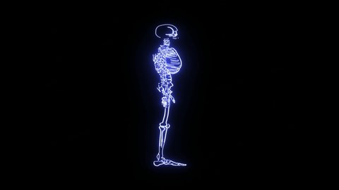 all human bones on blue color neon lighting on black background. 4K Video motion graphic