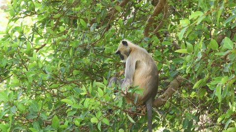full shot of Gray or Hanuman langurs or indian langur or monkey on tree eating leaves or leaf at ranthambore national park or tiger reserve rajasthan india - Semnopithecus