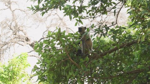 wide shot of Gray or Hanuman langurs or indian langur or monkey on tree eating leaves or leaf at ranthambore national park or tiger reserve rajasthan india - Semnopithecus