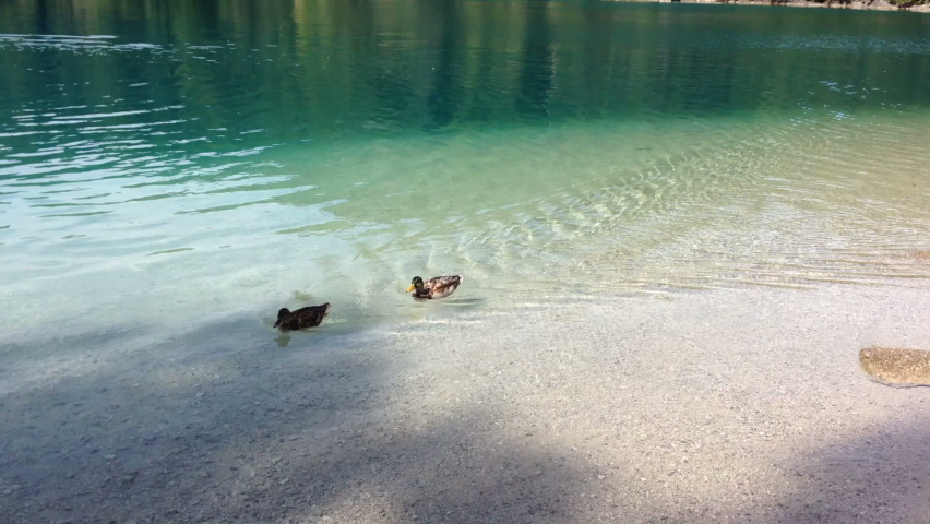 Ducks swim on the clear water of a mountain lake. For video presentation, advertising, background.