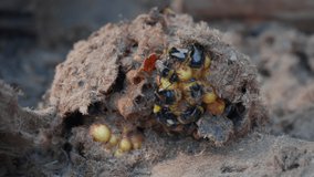 A nest of bumblebees lies on the ground in sawdust and bumblebees crawl on it