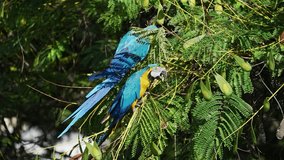 Colorful Macaws standing and eating seeds on tree branch. Animal themes