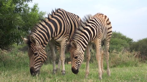 Zebra foal with mother, South Africa