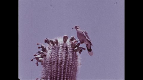 1970s: Underwater view of fish and plant life. Desert. Bird on cactus.