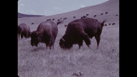 1970s: Iguana hunts. Field. Buffalo graze in field. Gopher digs in dirt.