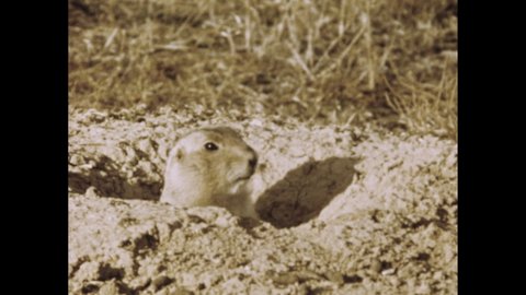 1960s: Gopher digs out dirt from burrow. Prairie dogs stand in tall grass. Prairie dog peers from burrow in ground.
