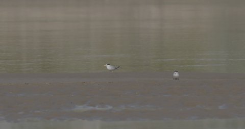 Least Tern Pair of Terns on Missouri River Sandbar Endangered Rare Species